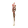 Droogbloem - Lagurus - lichtroze - 60 cm 