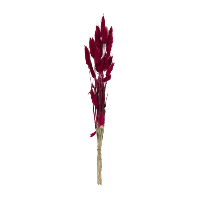 Lagurus - bordeaux - 60 cm 