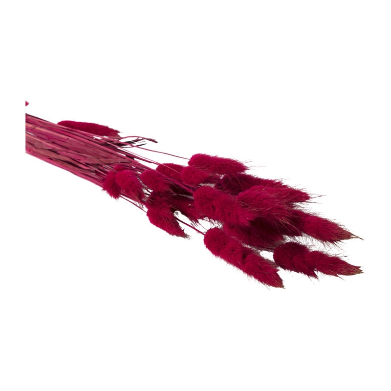 Lagurus - bordeaux - 60 cm 