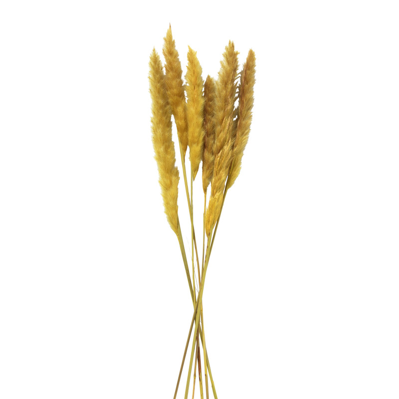 Droogbloem - Pluim - okergeel - 60 cm 