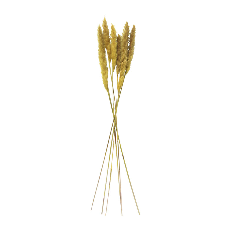 Droogbloem - Pluim - okergeel - 60 cm 