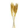 Droogbloem - Pluim - okergeel - 60 cm 