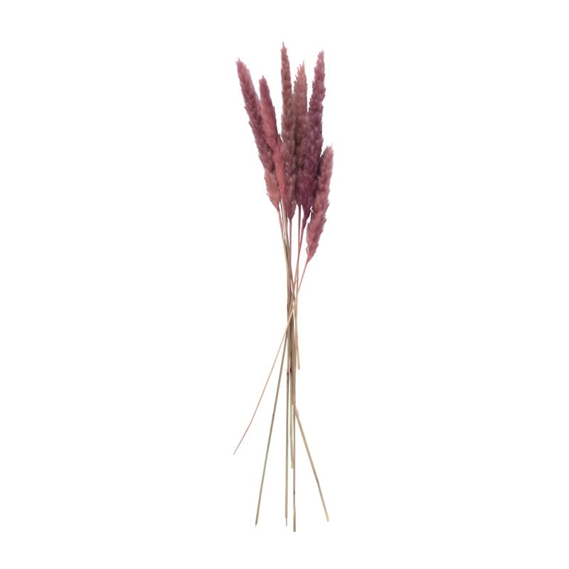 Droogbloem - Pluim - lichtroze - 60 cm 