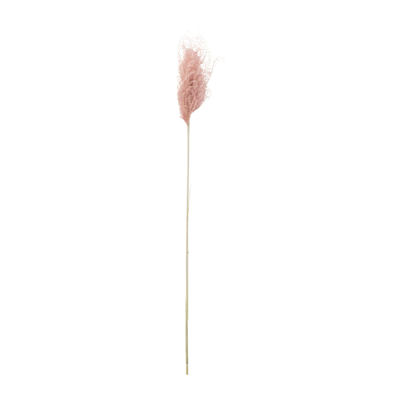 Miscanthus - oud roze - 77 cm