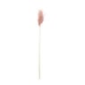 Miscanthus - oud roze - 77 cm
