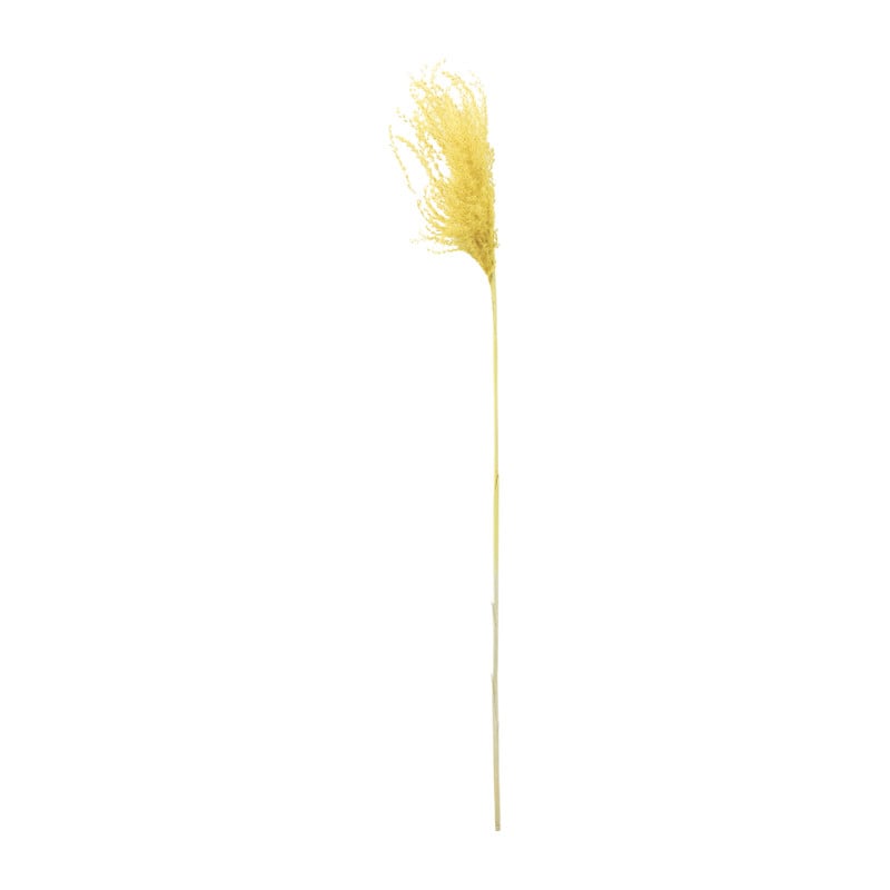 Miscanthus - geel - 77 cm
