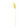 Miscanthus - geel - 77 cm