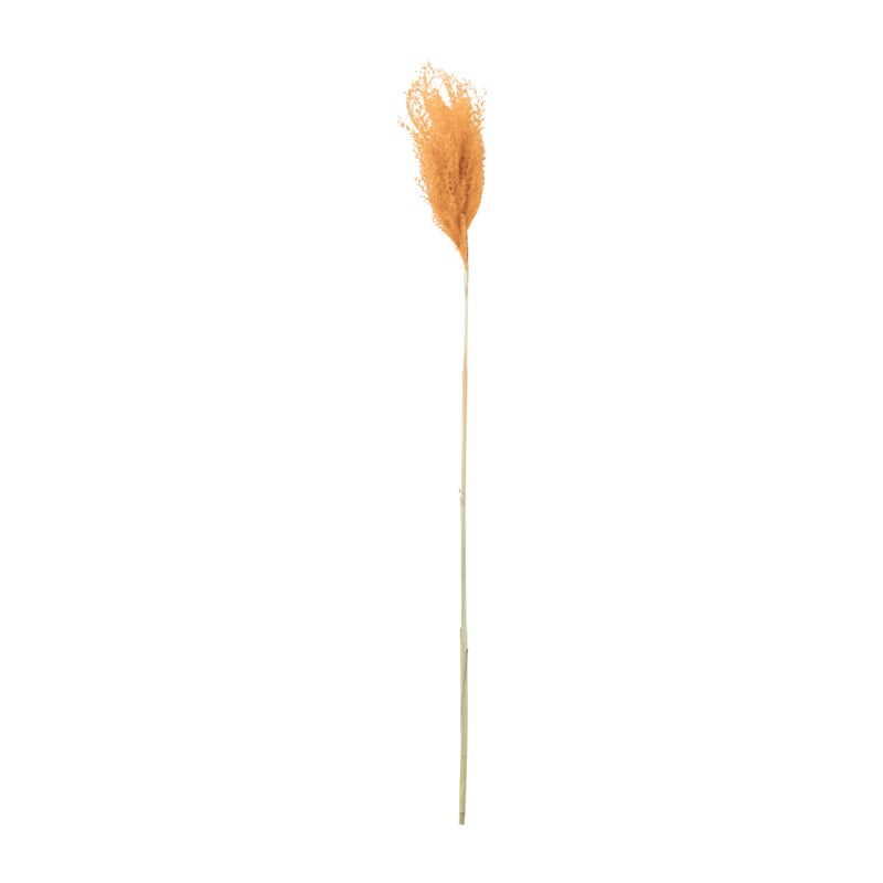 Miscanthus - okergeel - 77 cm