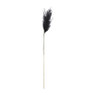 Miscanthus - zwart - 77 cm