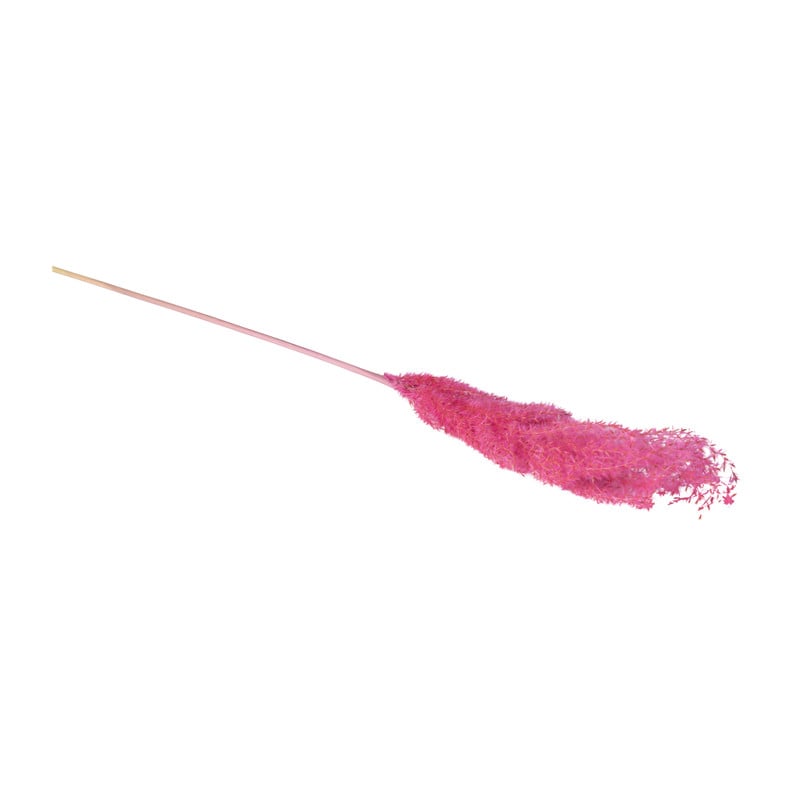 Miscanthus - fuchsia - 77 cm