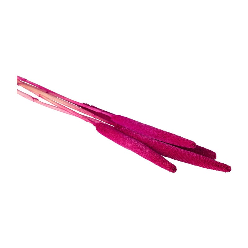 Babala - fuchsia - 70 cm