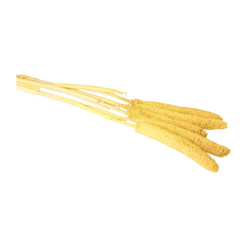 Babala - geel - 70 cm