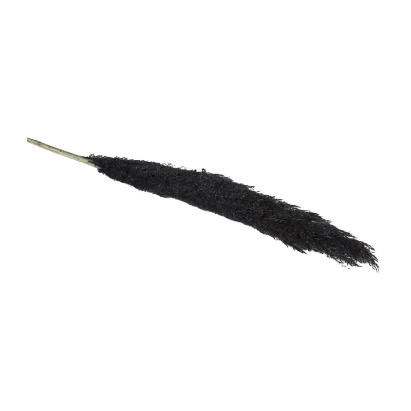 Pampas - zwart - 115 cm