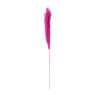 Pampas - fuchsia - 115 cm