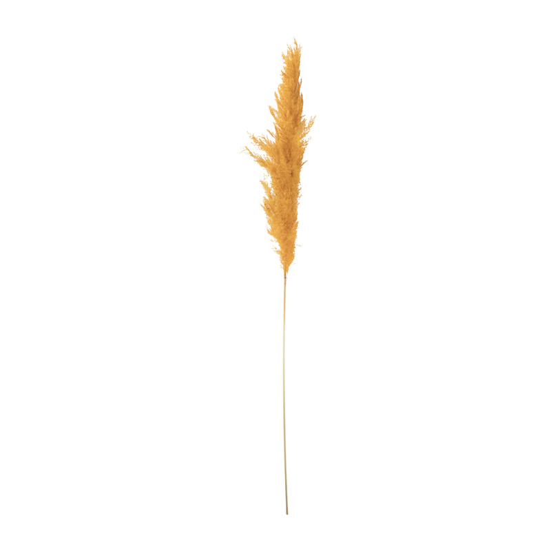 Pampas - okergeel - 115 cm