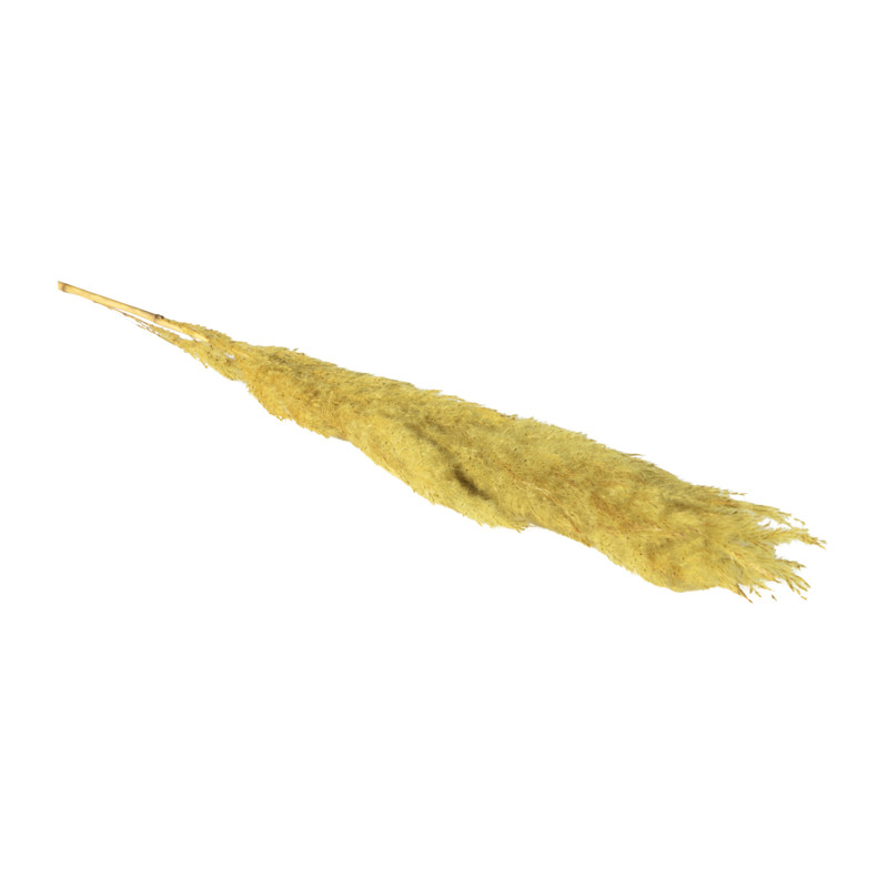 Pampas - geel - 115 cm