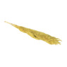 Pampas - geel - 115 cm