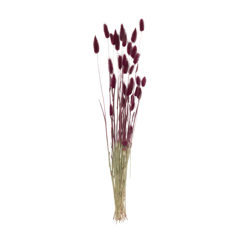 Droogbloem - Lagurus - paars - 70 cm