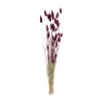 Droogbloem - Lagurus - paars - 70 cm