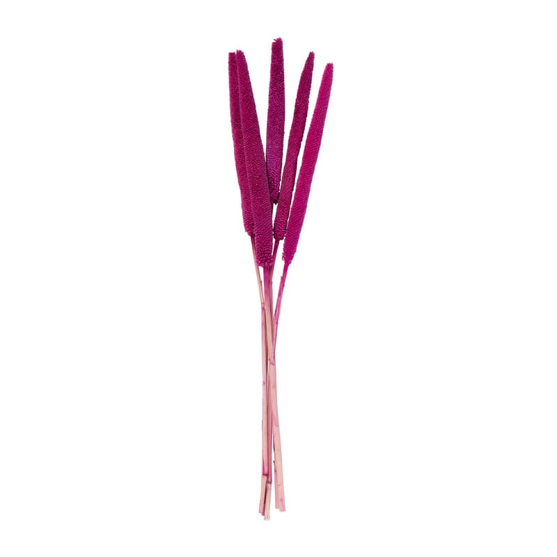 Droogbloem - Babala - paars - 60 cm