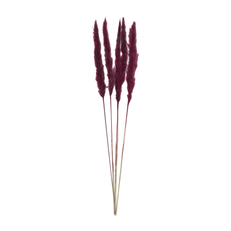 Droogbloem - Pluim small - paars - 75 cm