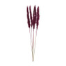 Droogbloem - Pluim small - paars - 75 cm