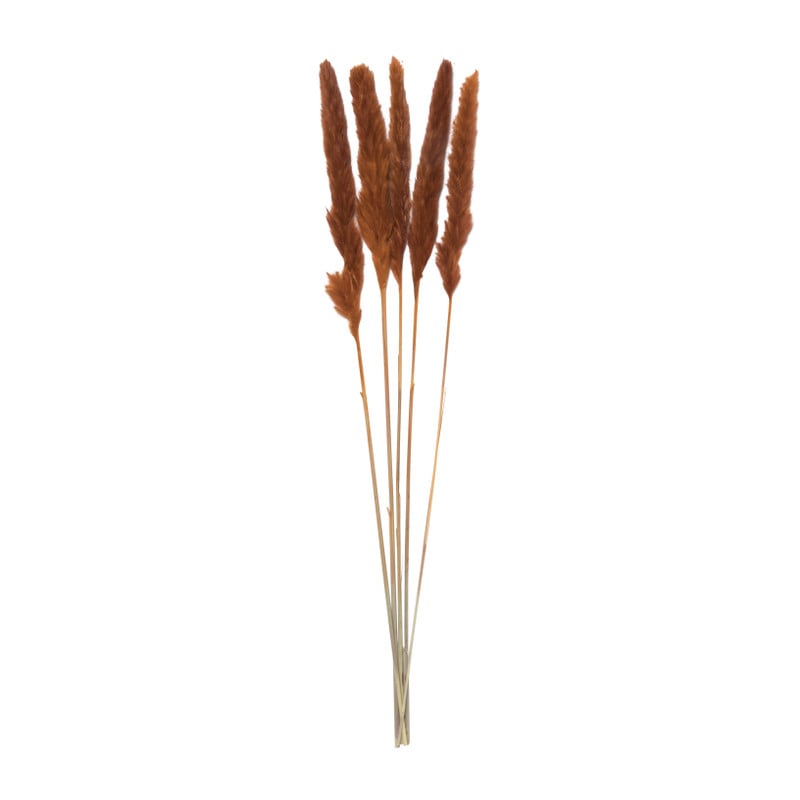 Droogbloem - Pluim small - oranje - 75 cm