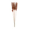 Droogbloem - Pluim small - oranje - 75 cm