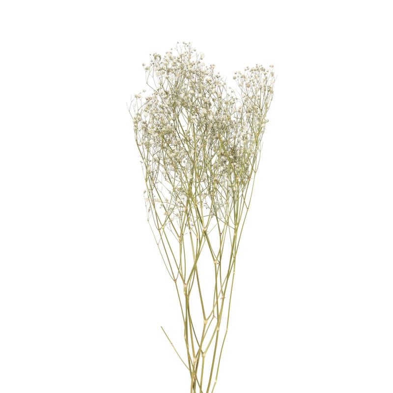 Droogbloem gipskruid - wit - 60 cm 