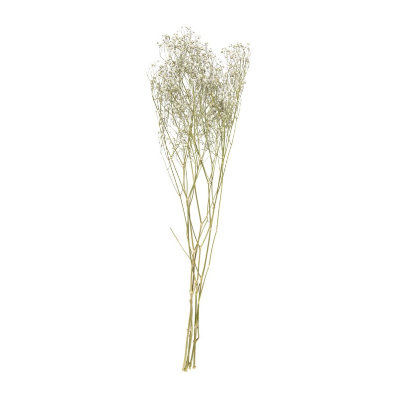 Droogbloem gipskruid - wit - 60 cm 