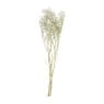 Droogbloem gipskruid - wit - 60 cm 