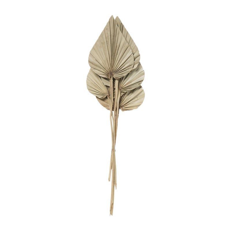 Gedroogde palm bladeren - naturel - set van 5