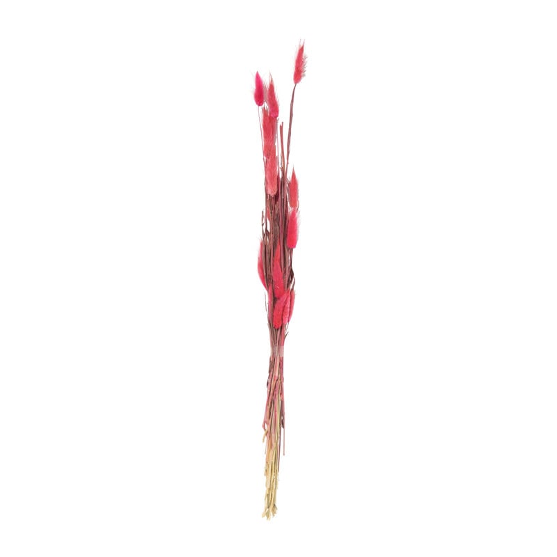 Droogbloem lagurus - fuchsia - 60 cm 