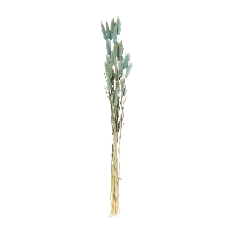 Droogbloem lagurus - turquoise - 60 cm 