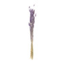 Droogbloem lagurus - lila - 60 cm 
