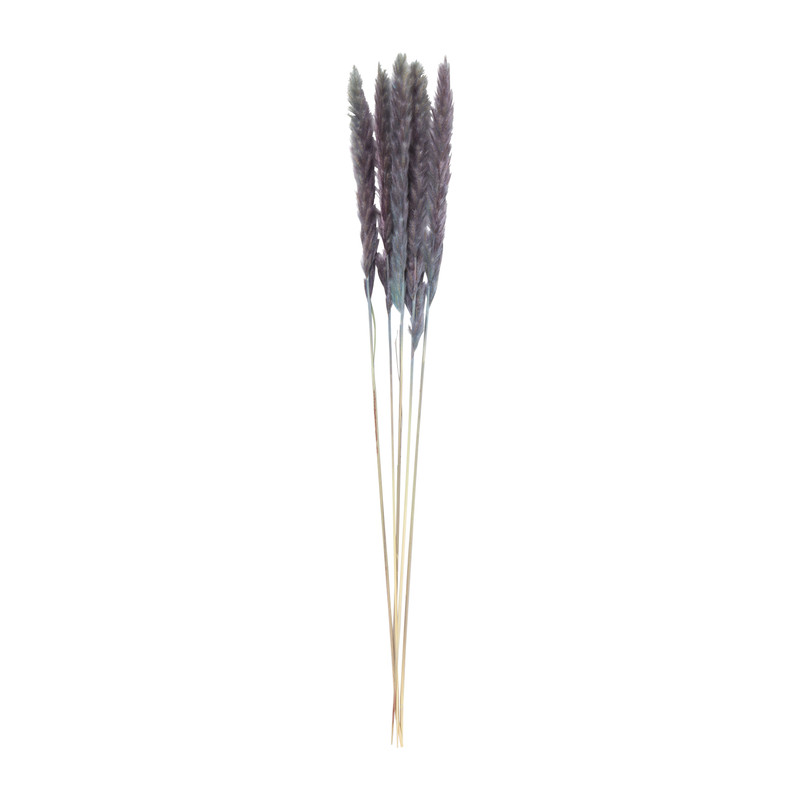 Pampas pluim - blauw/paars - 75 cm 