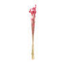 Droogbloem phalaris - fuchsia - 60 cm