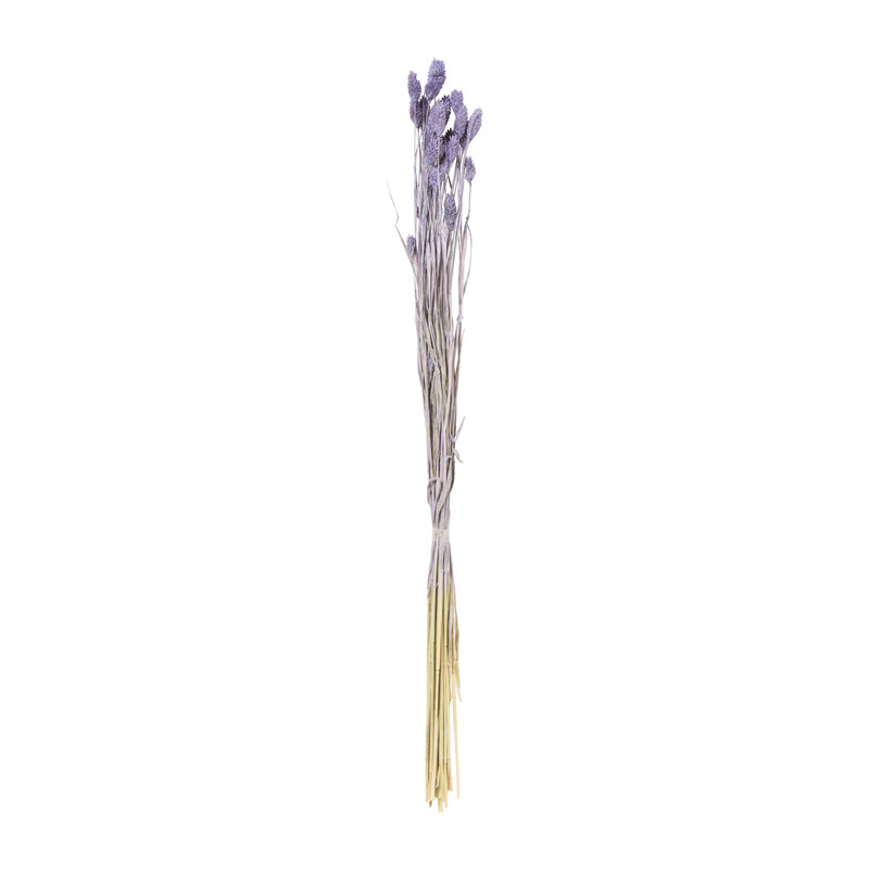 Droogbloem phalaris - lila - 60 cm