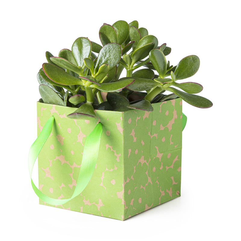 Vetplant in decotasje - diverse varianten
