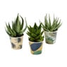 Kamerplant aloë vera - diverse varianten