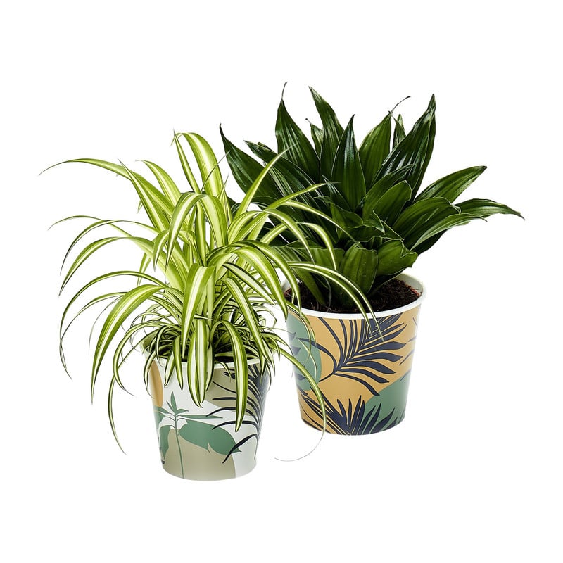 Kamerplant dracaena of chlorophtyum spider