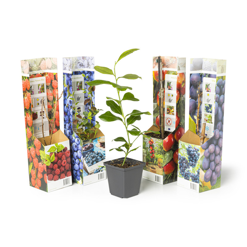 Fruitboompjes - diverse varianten