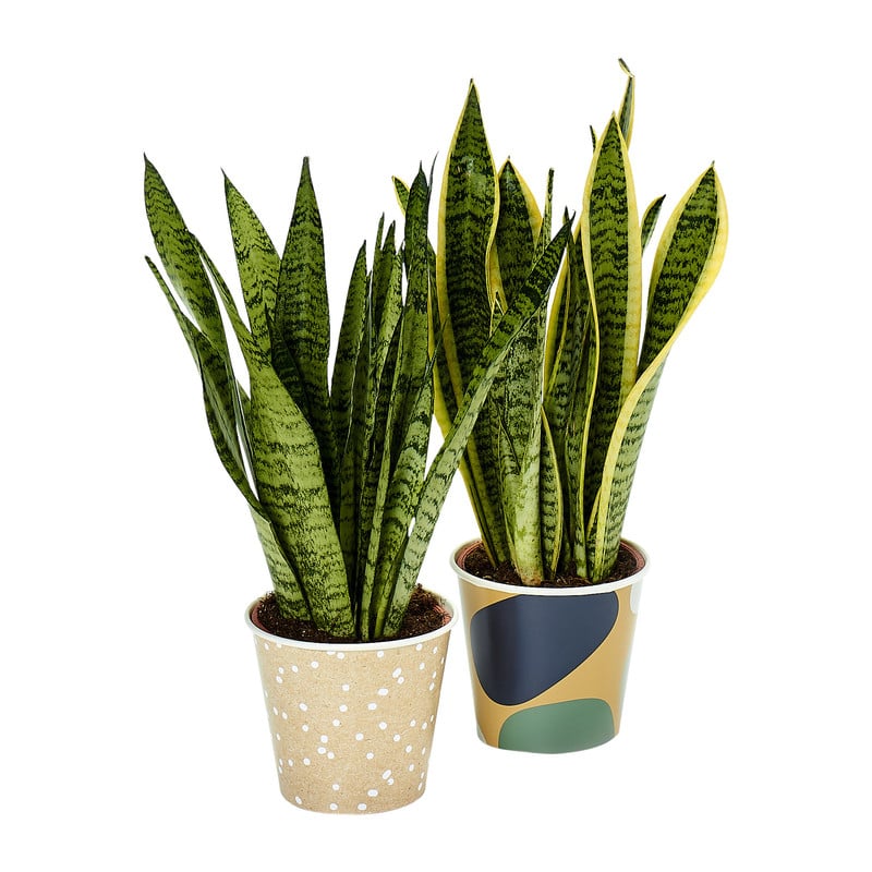 Kamerplant sanseveria 
