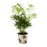 Kamerplant palm - diverse varianten