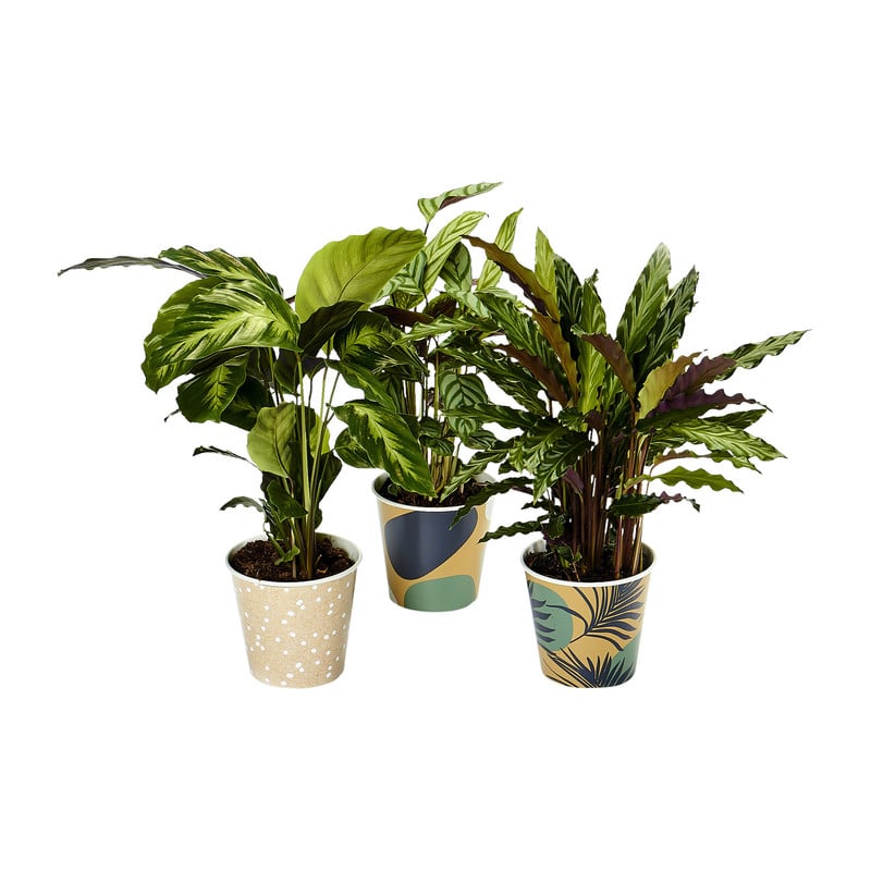 Kamerplant calathea - diverse varianten