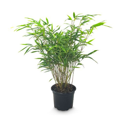 Echte bamboe plant - 2 liter