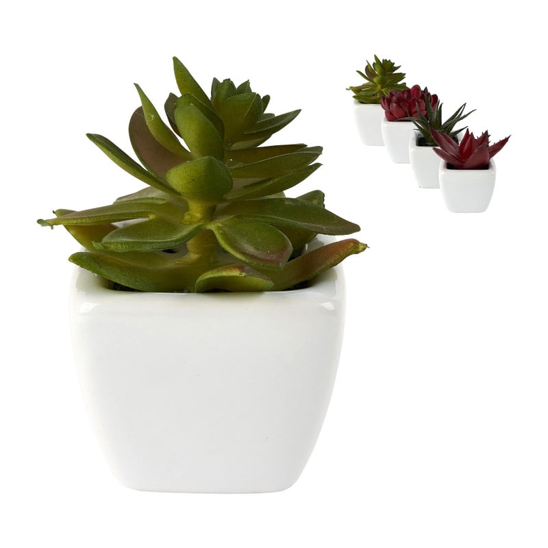 Vetplantjes - klein in pot - diverse varianten