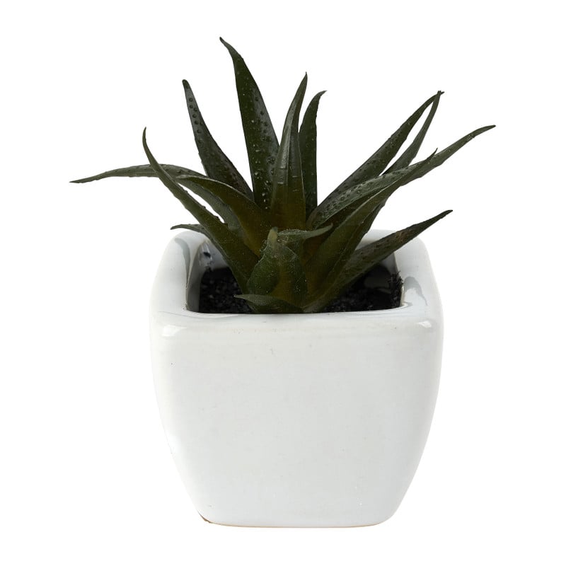 Vetplantjes - klein in pot - diverse varianten