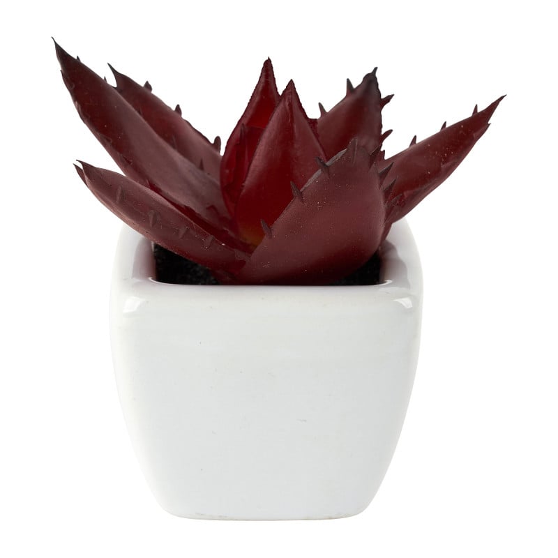 Vetplantjes - klein in pot - diverse varianten