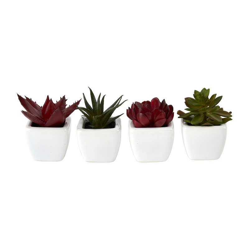 Vetplantjes - klein in pot - diverse varianten